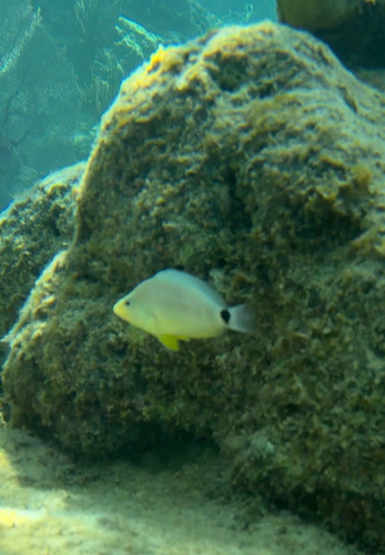 Bad lucks (Hypoplectrus unicolor) — Serranidae