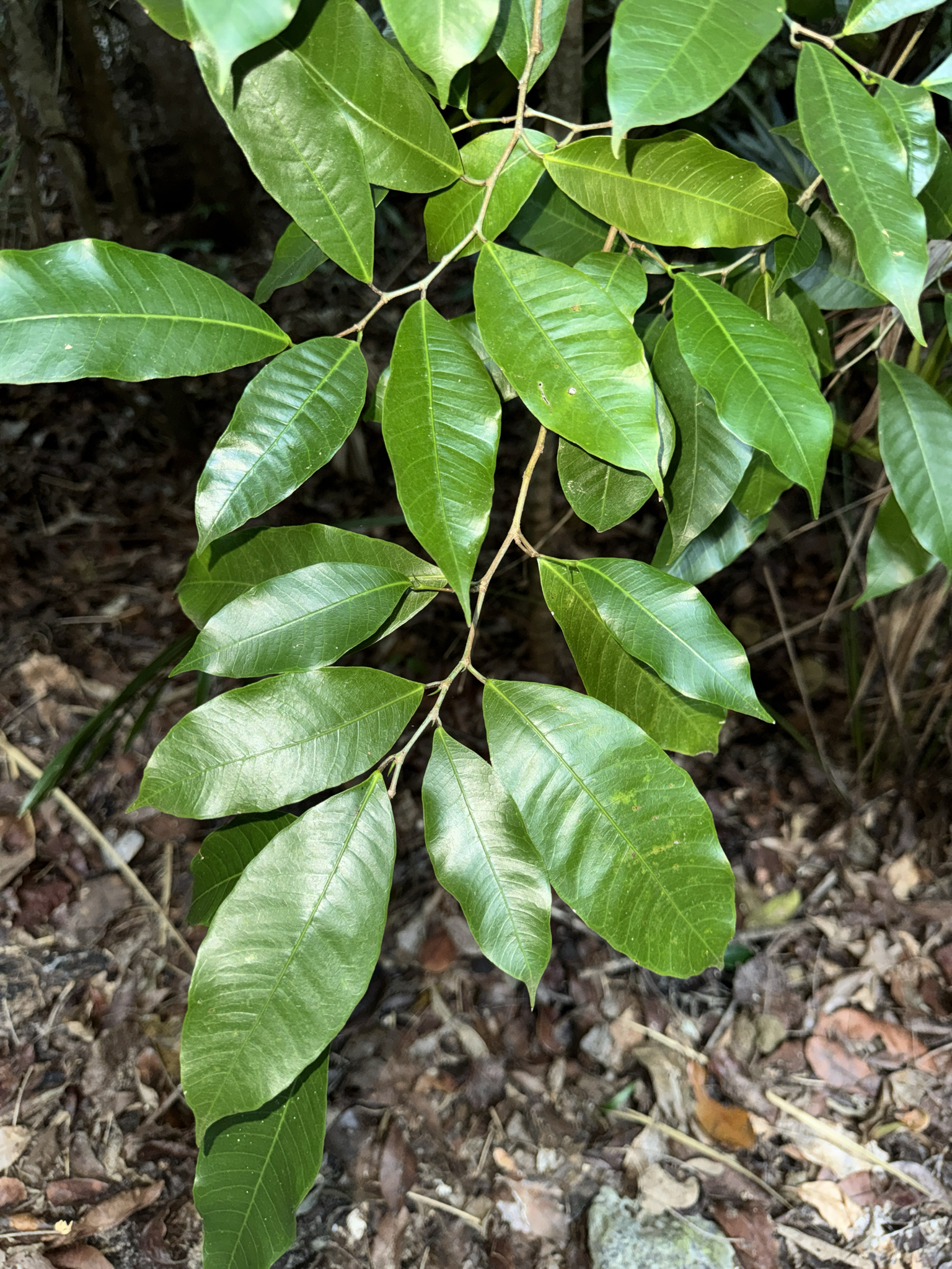 Bread Nut (Brosimum alicastrum)