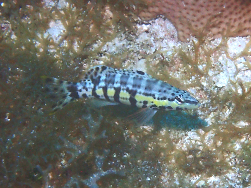 Harlequin bass (Serranus tigrinus) — Serranidae