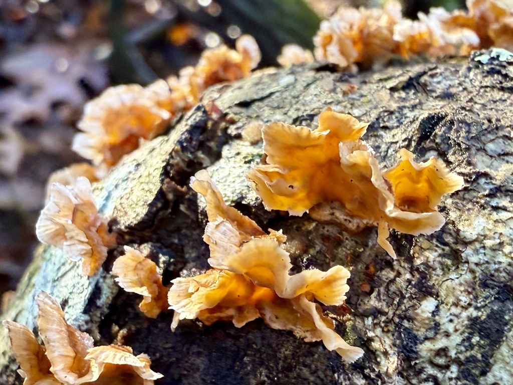 Stereum complicatum · January 2026 · photo: © hillcraddock (iNaturalist, cc-by)