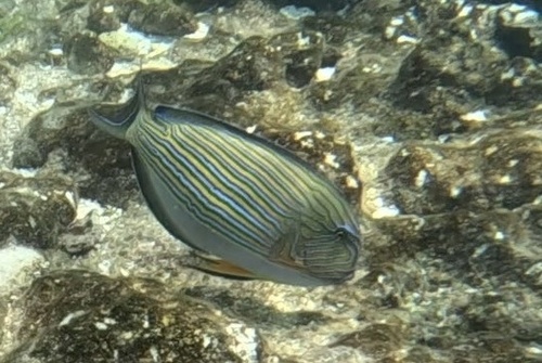 Striped Surgeonfish — seen at this dive site