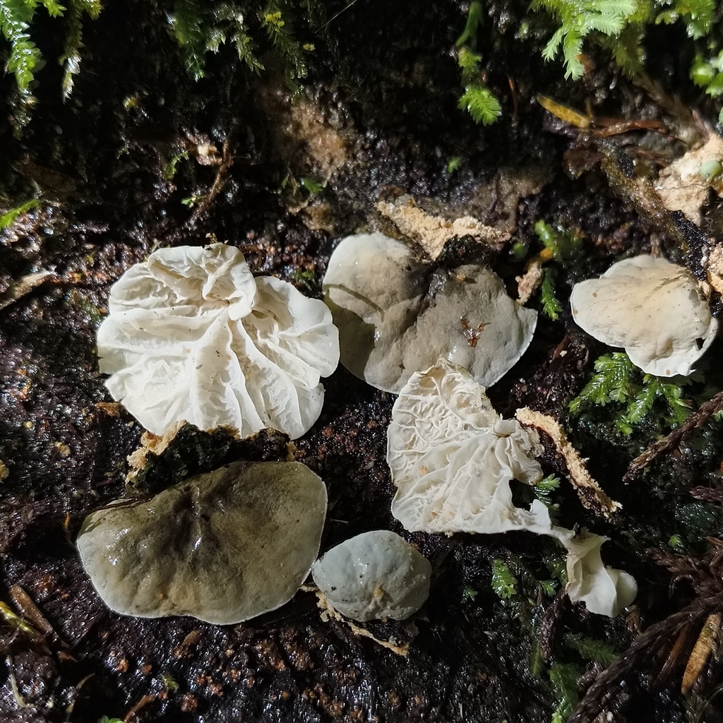 Campanella tristis · January 2026 · photo: © zedt (iNaturalist, cc-by)