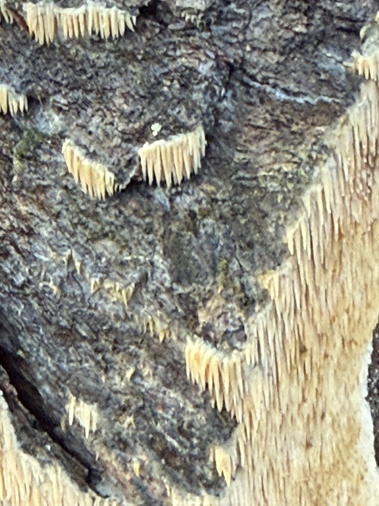 Radulomyces copelandii · January 2026 · photo: © hillcraddock (iNaturalist, cc-by)