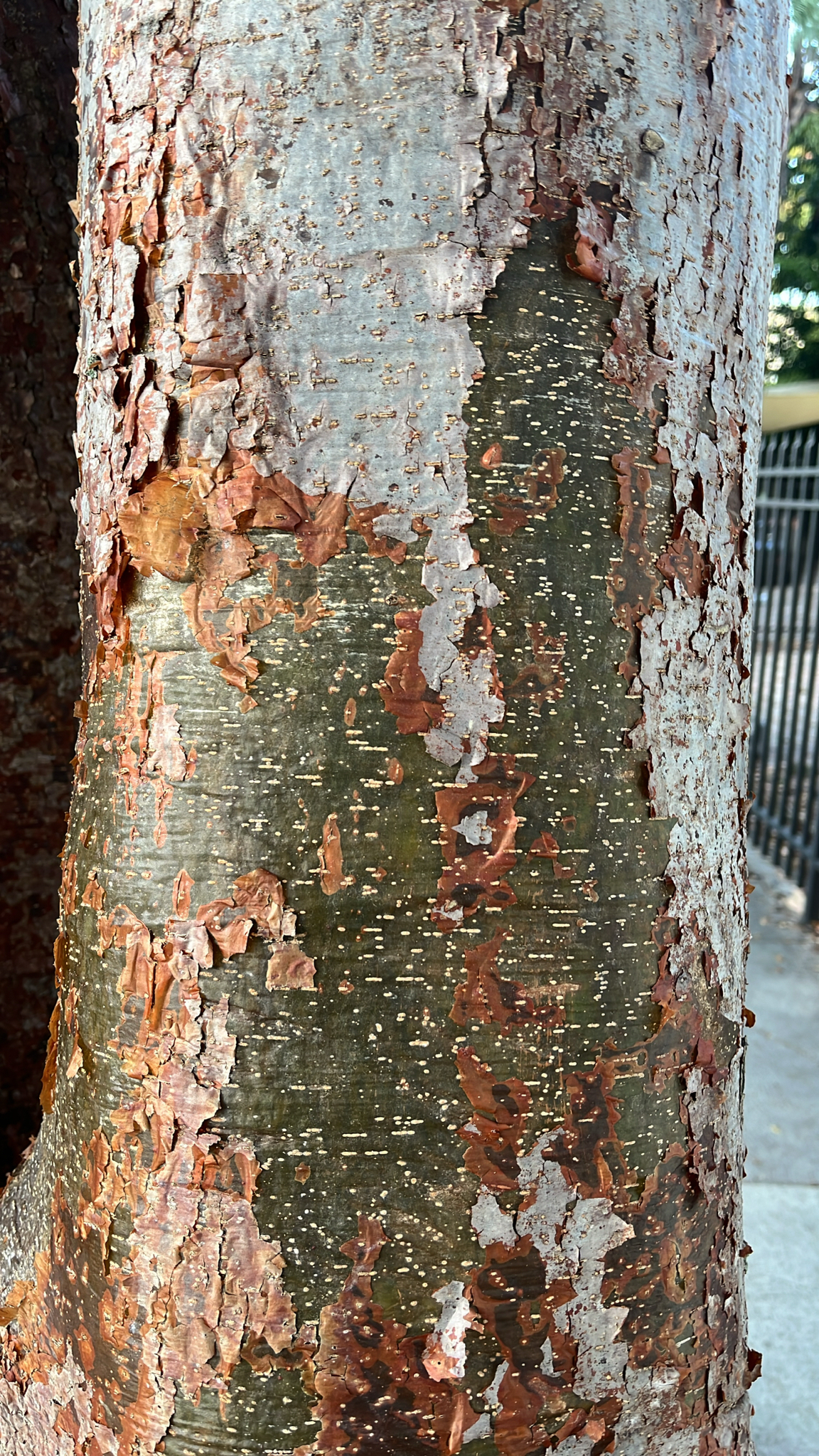 Imagem de pau-mulato