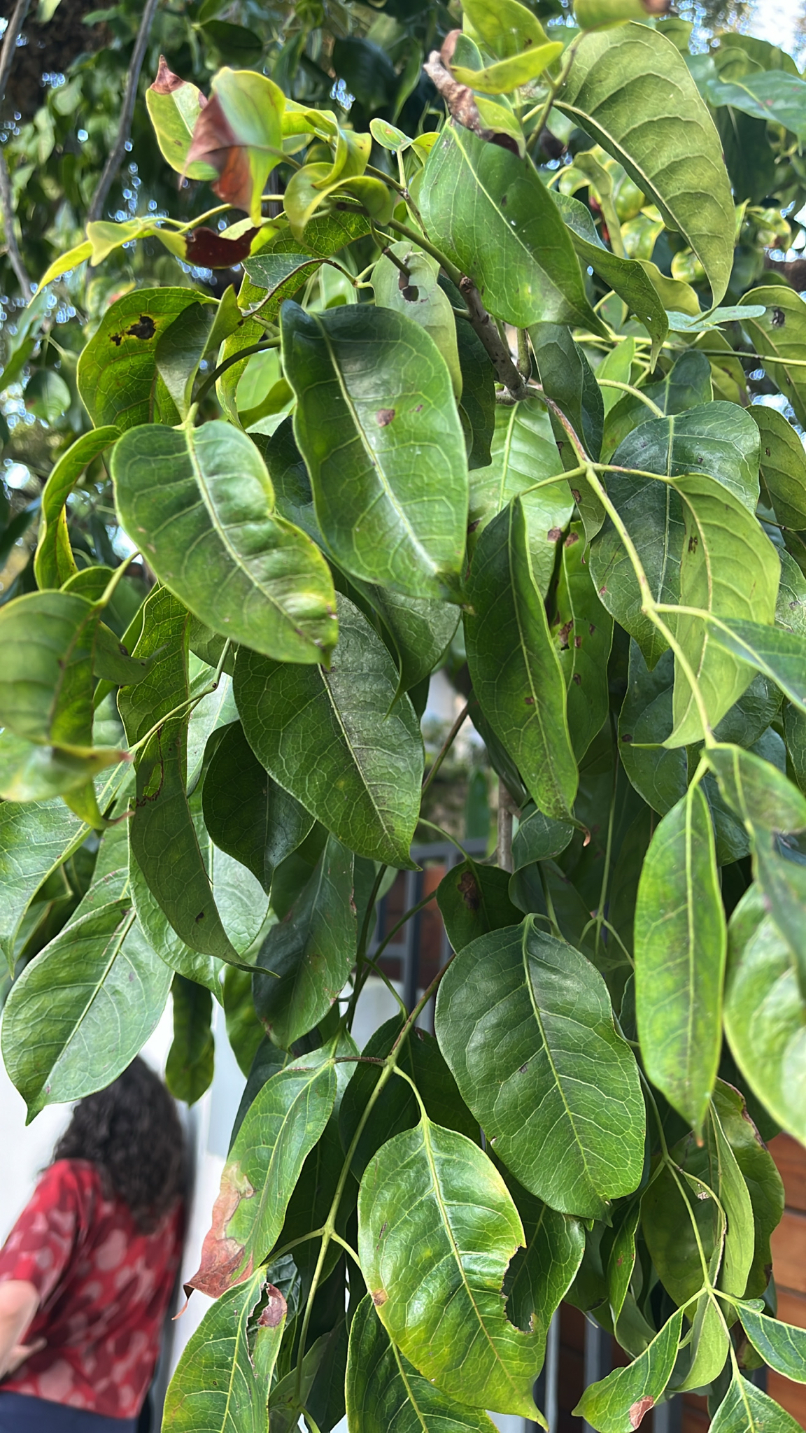Imagem de pau-mulato