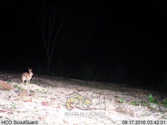 Sylvilagus cunicularius insolitus