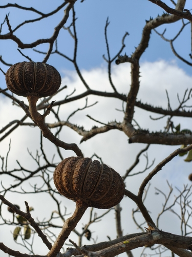 Sand box tree (Hura polyandra)