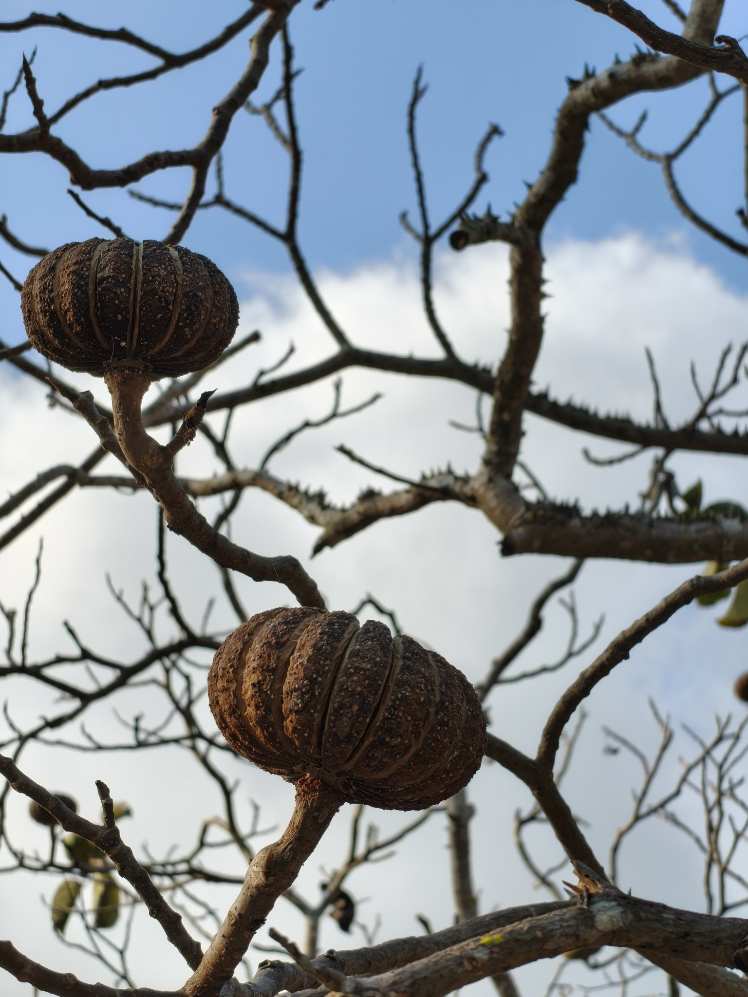 Sand Box Tree (Hura polyandra)