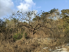 Hura polyandra, photograph (c) Brayam Paul Perez Barbarin, some rights reserved (CC BY)
