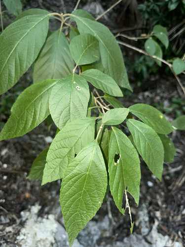 Beautyberry (Callicarpa acuminata)