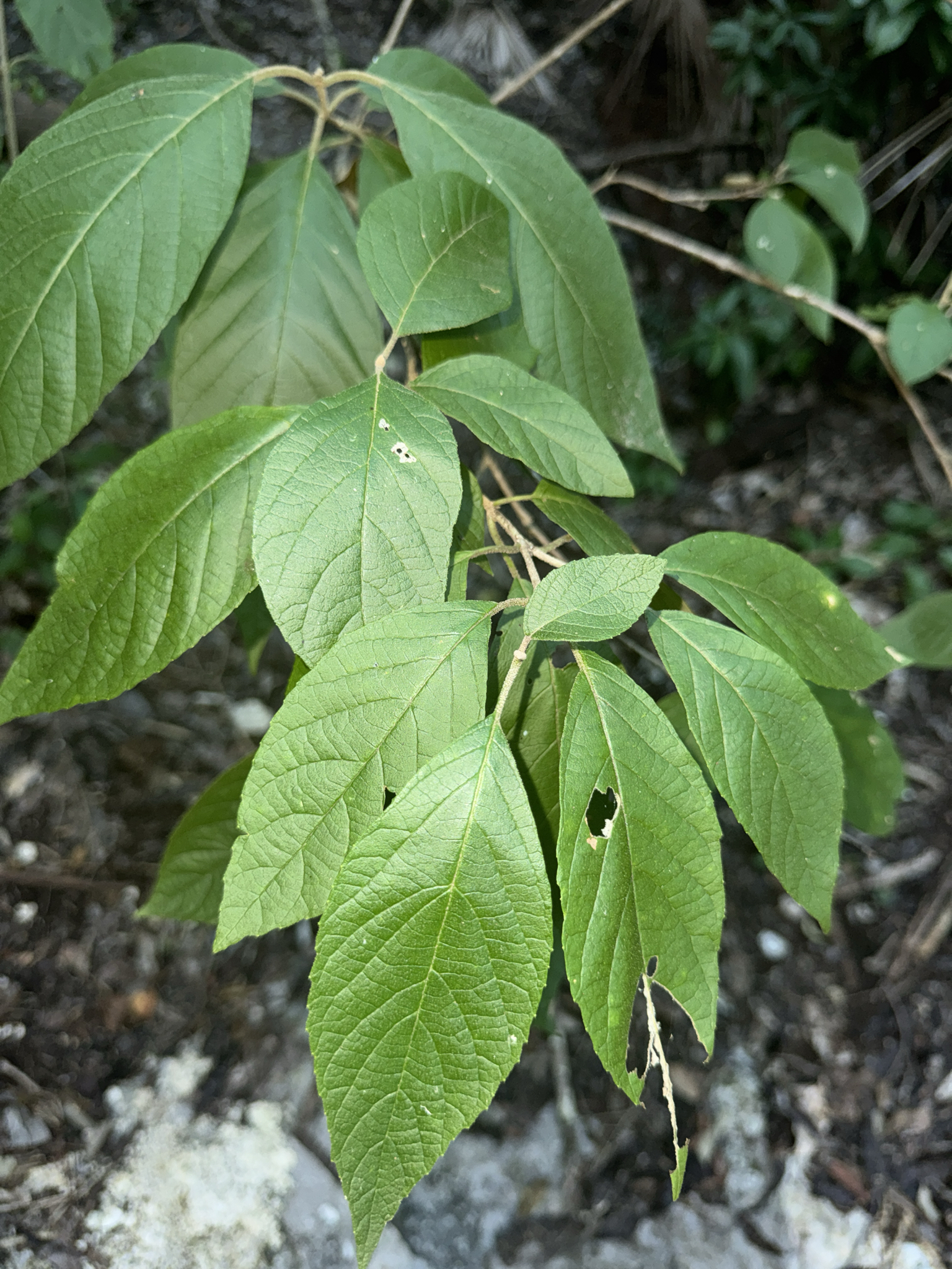 Beautyberry (Callicarpa acuminata)
