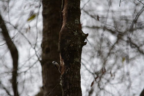 Carolina Chickadee photographed in California