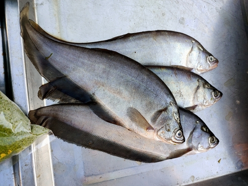 Asiatic knifefish (Notopterus notopterus) — Notopteridae