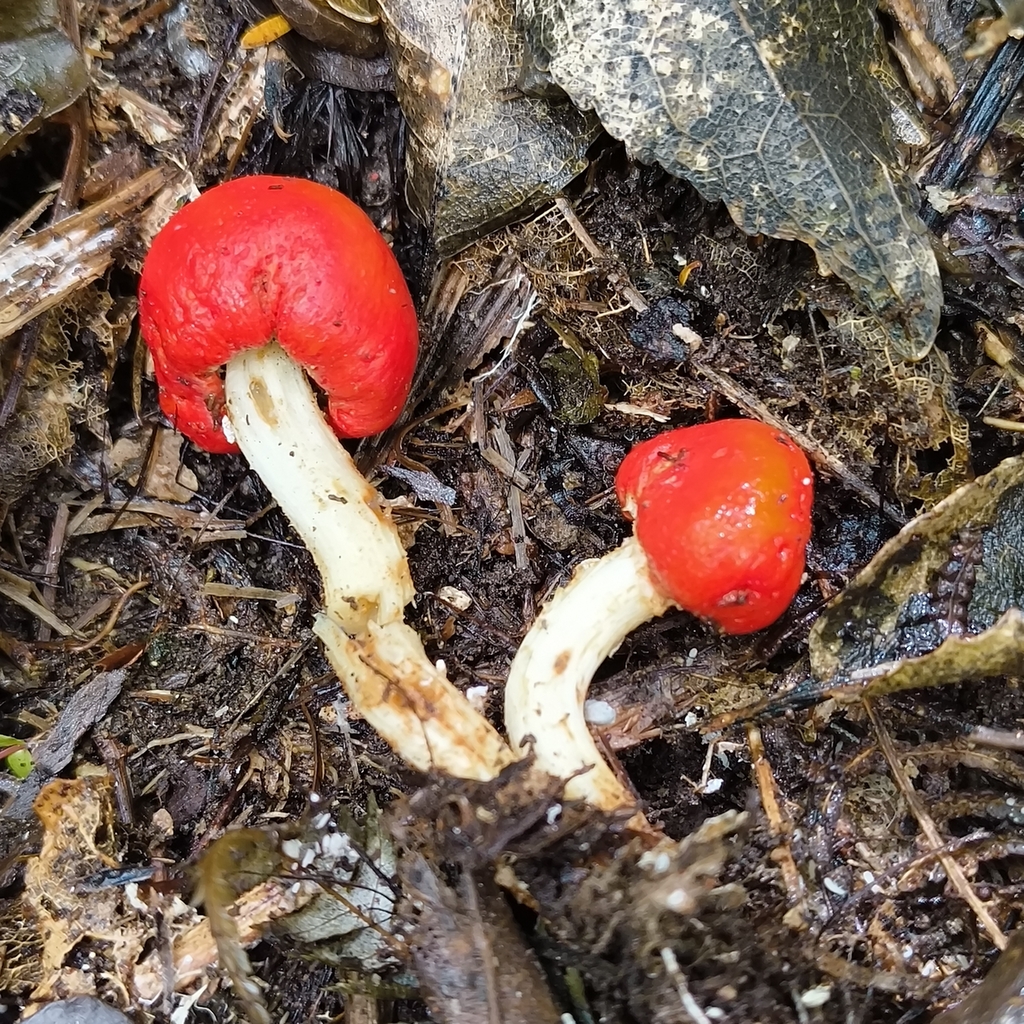 Leratiomyces erythrocephalus · January 2026 · photo: © zedt (iNaturalist, cc-by)
