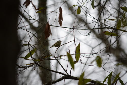 Ruby-crowned Kinglet photographed in Texas