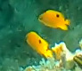Threespot damselfish (Stegastes planifrons) — Pomacentridae