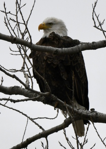 Amerikaanse zeearend (Haliaeetus leucocephalus)