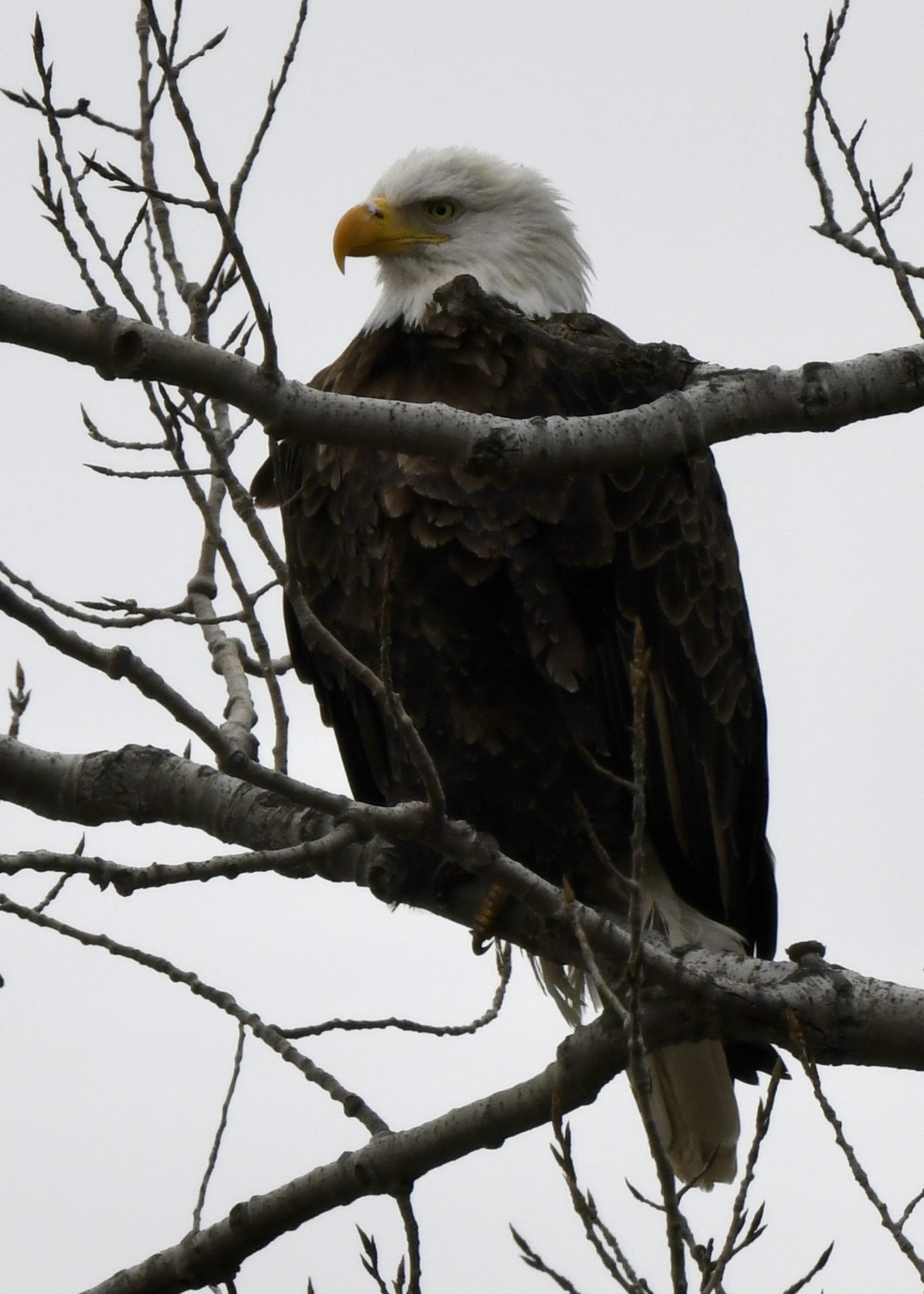 Bald Eagle (Haliaeetus leucocephalus)