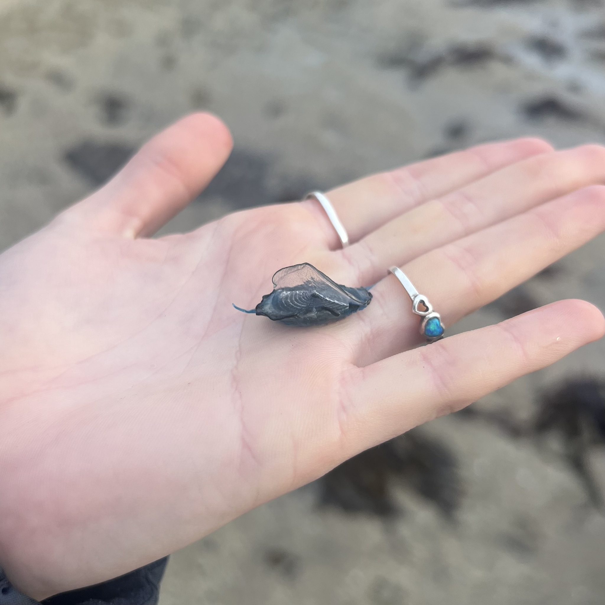 Velella velella (Linnaeus, 1758)