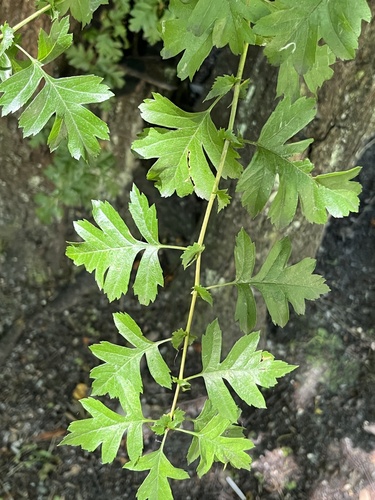 Hawthorn