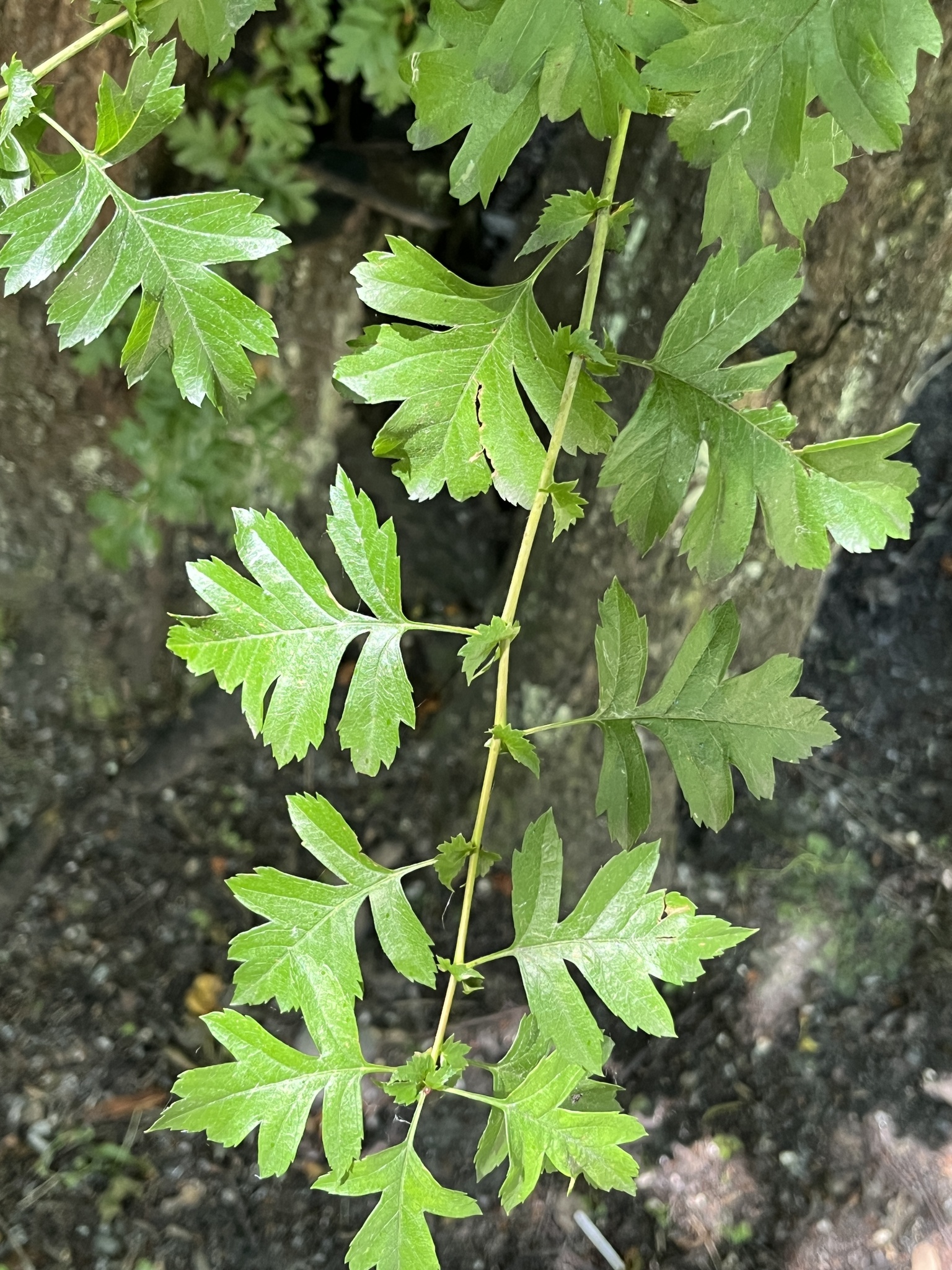 Beispielbild: Weißdorn (Crataegus monogyna)