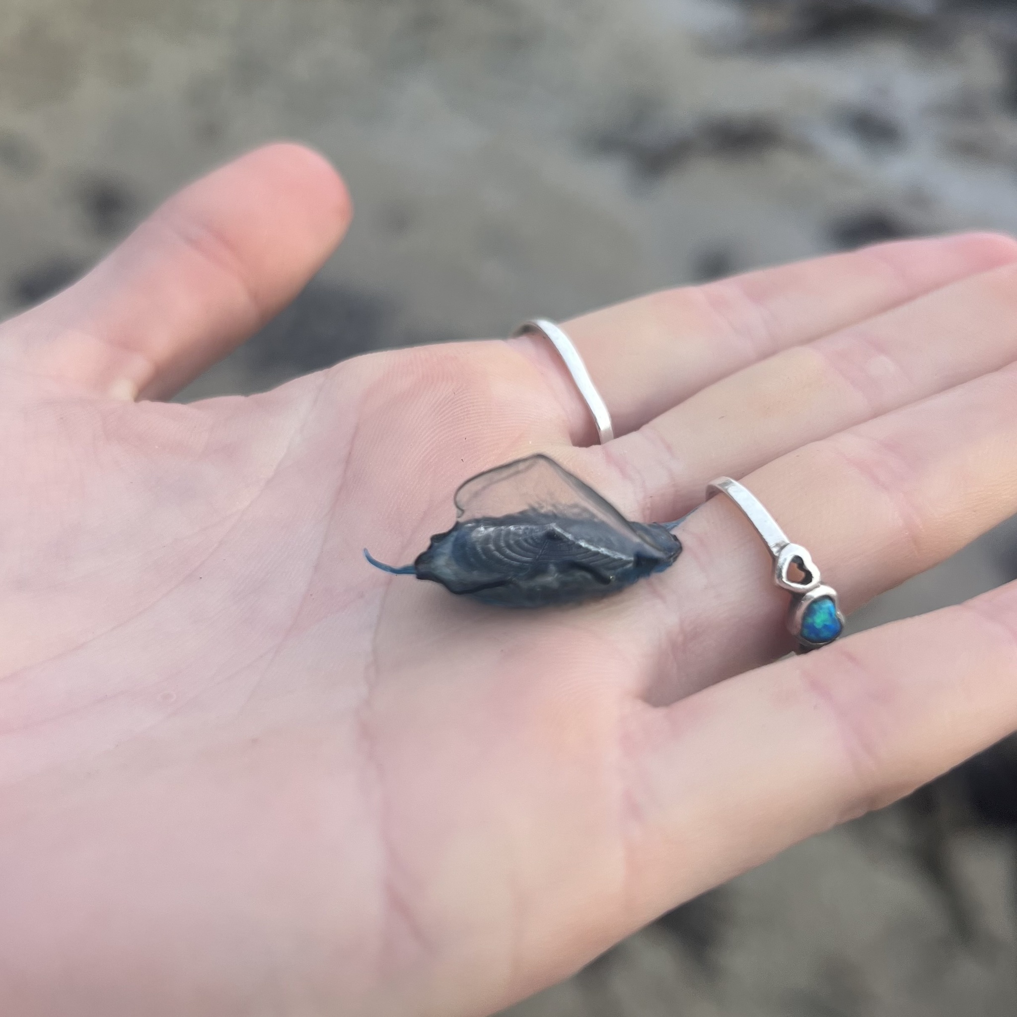 Velella velella (Linnaeus, 1758)
