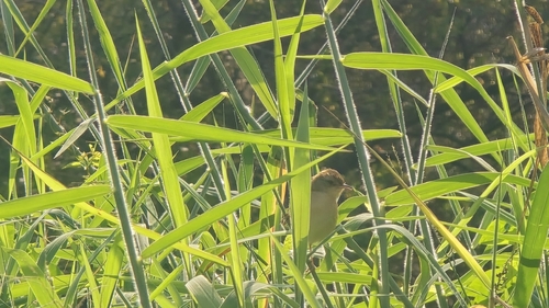 Plain Prinia (Prinia inornata)