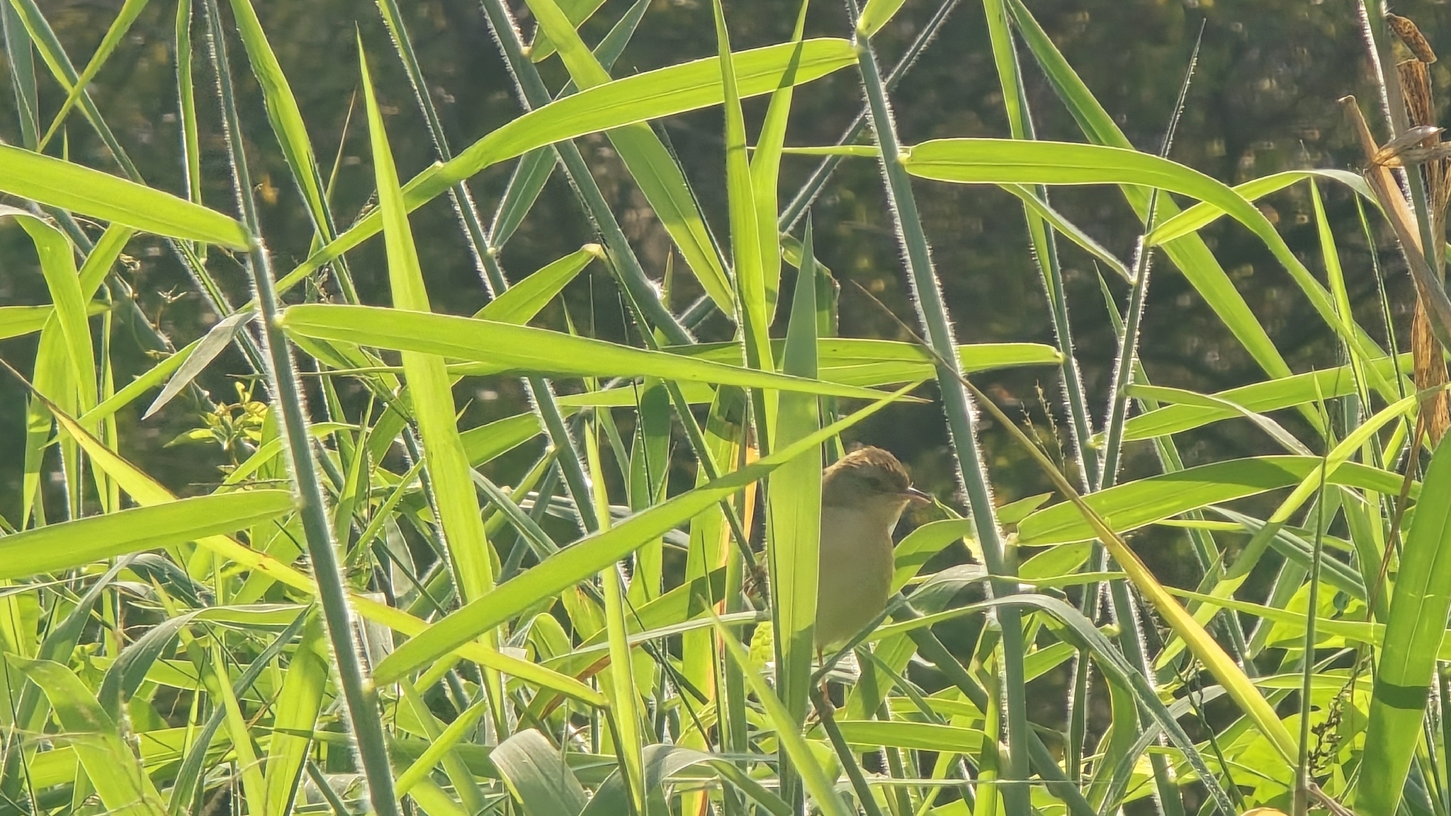 Plain Prinia (Prinia inornata), photo 1
