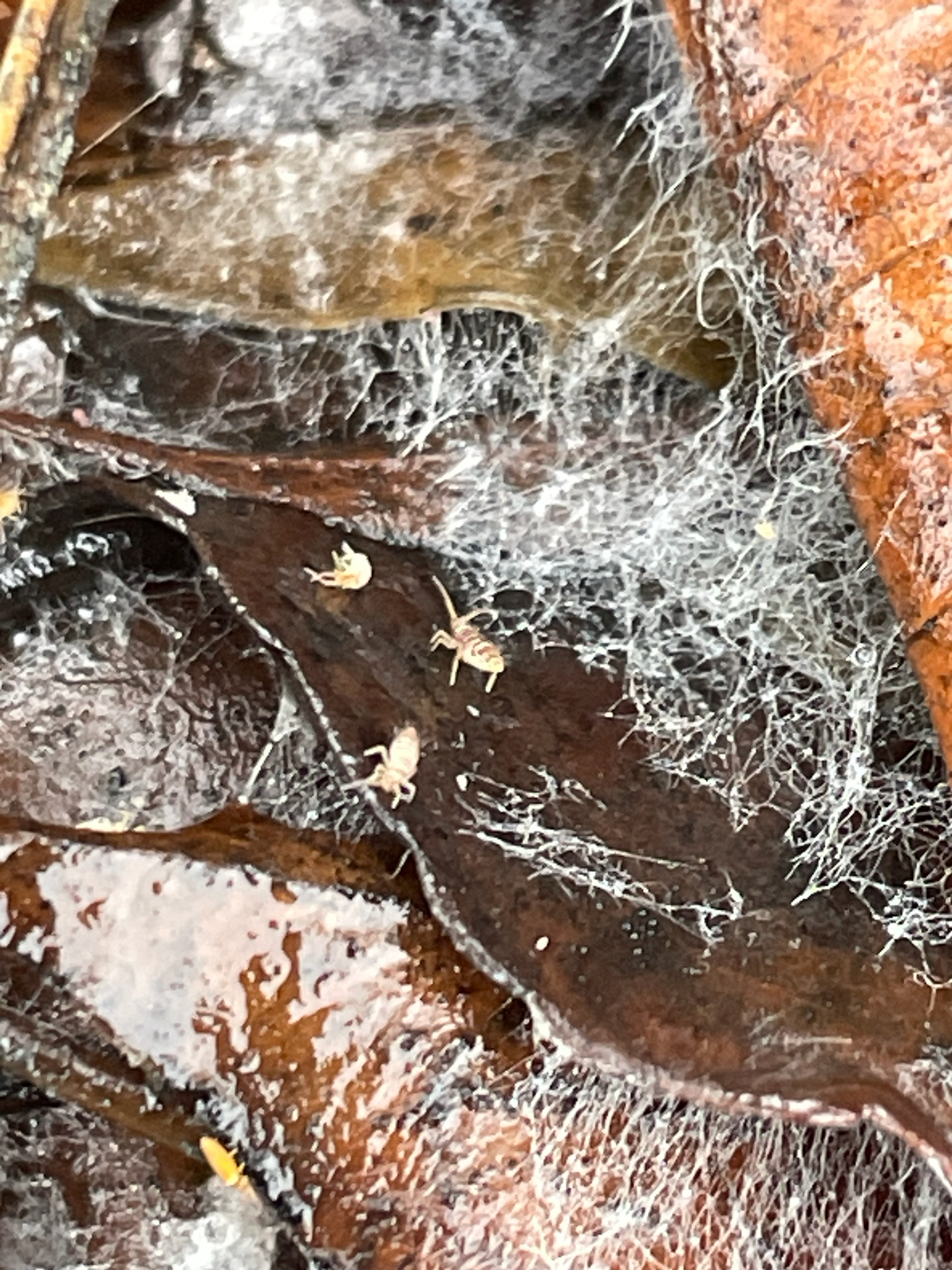Entomobrya atrocincta Schött, 1896