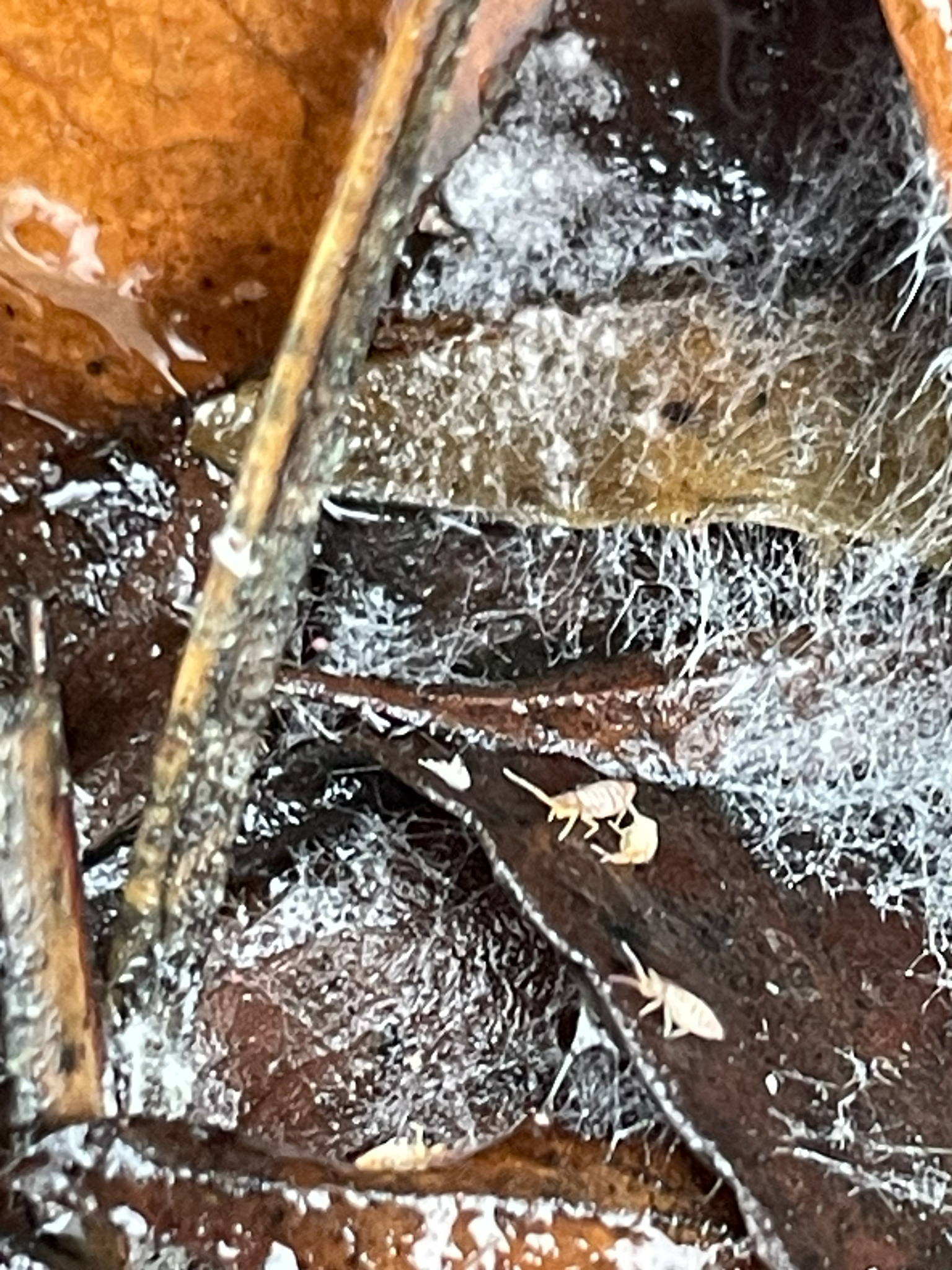 Entomobrya atrocincta Schött, 1896
