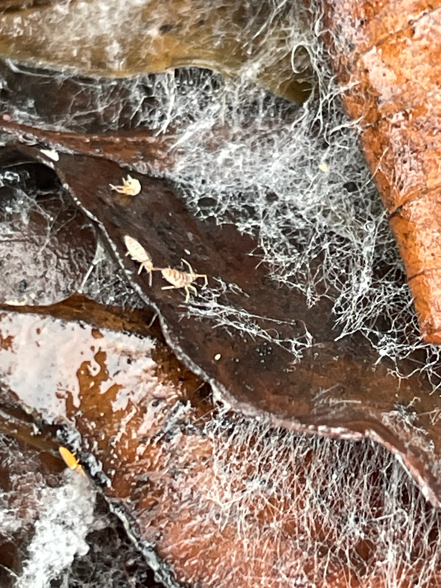 Entomobrya atrocincta Schött, 1896