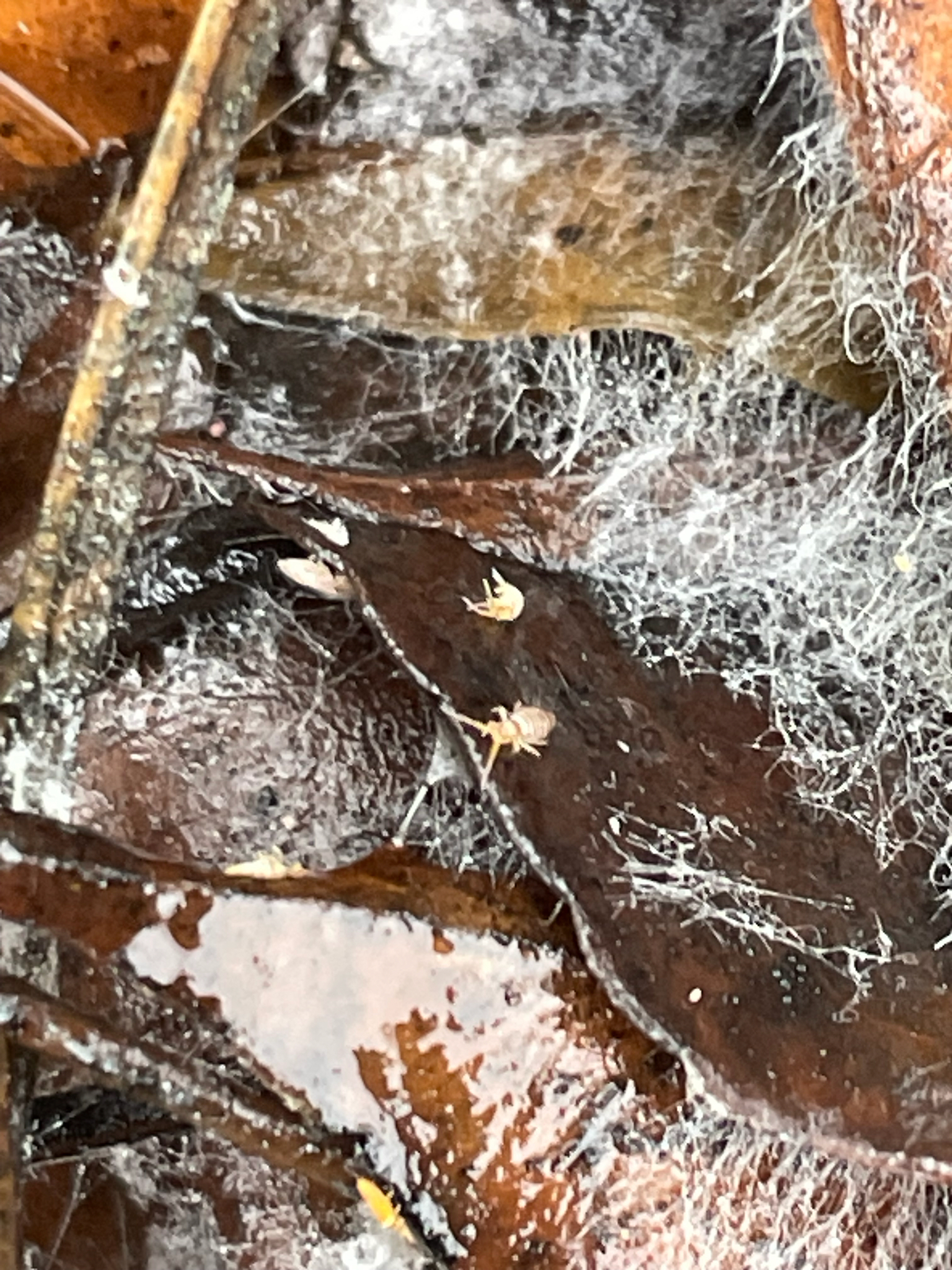 Entomobrya atrocincta Schött, 1896