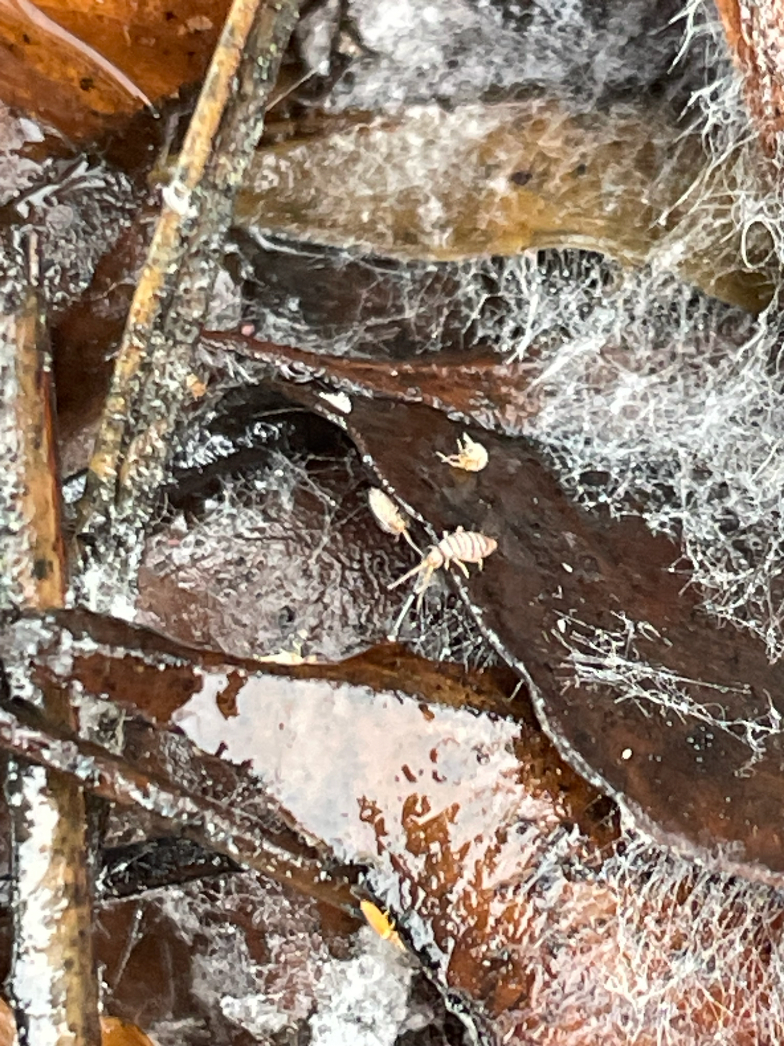 Entomobrya atrocincta Schött, 1896