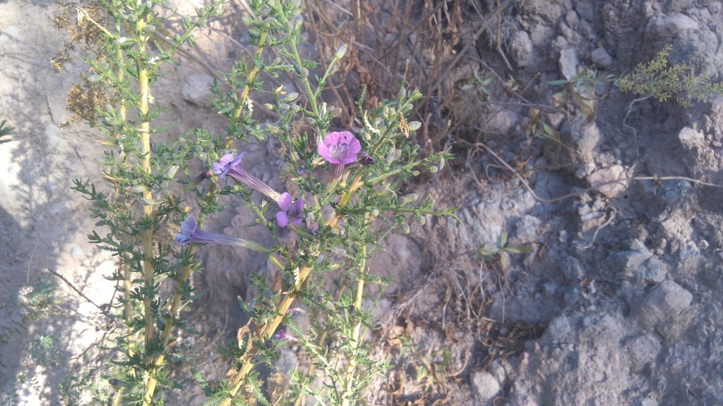 Cantua mediamnis