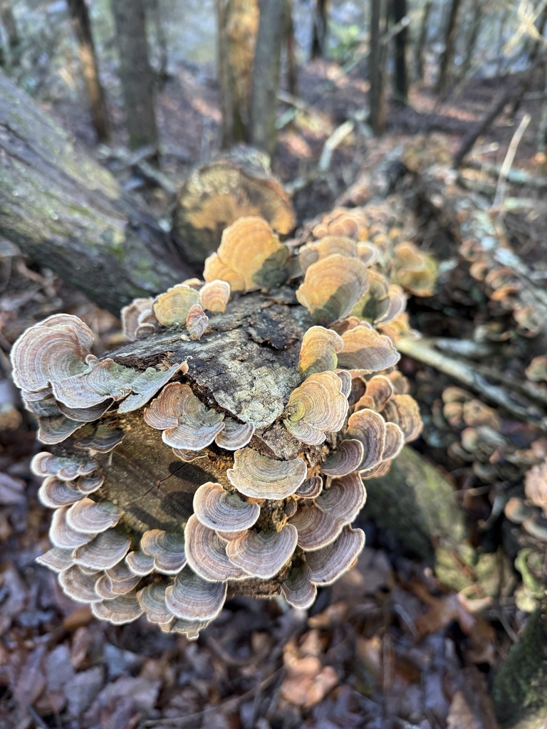Stereum fasciatum · January 2026 · photo: © hillcraddock (iNaturalist, cc-by)