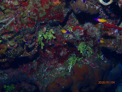 Fairy basslet (Gramma loreto) — Grammatidae