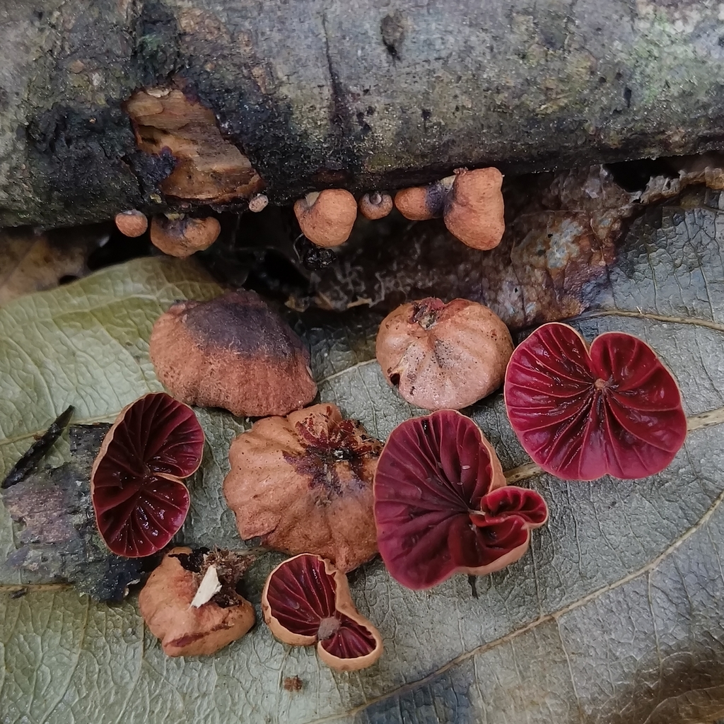 Anthracophyllum archeri · January 2026 · photo: © zedt (iNaturalist, cc-by)