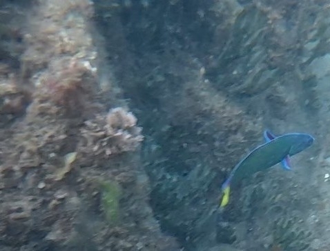 Blue wrasse (Thalassoma lunare) — Labridae