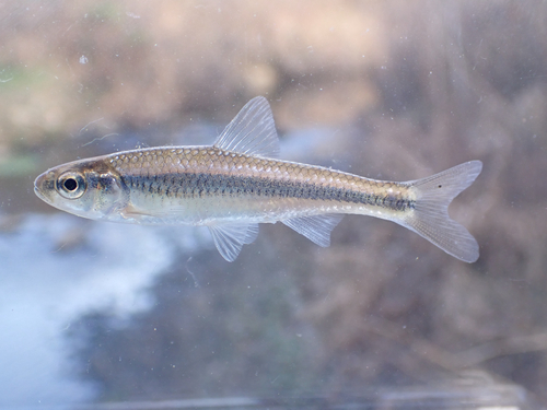 Striped shiner (Luxilus chrysocephalus) — Cyprinidae