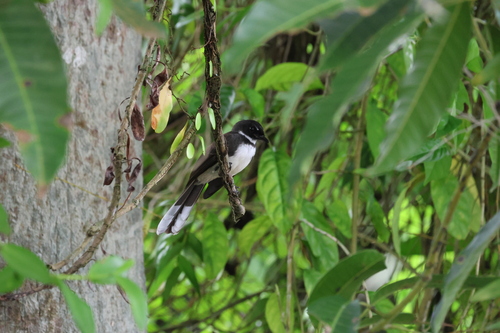 Malaysian Pied-Fantail