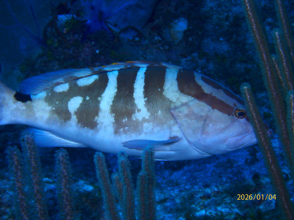 Day grouper (Epinephelus striatus) — Serranidae