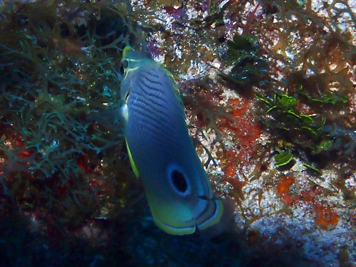 Butterbun (Chaetodon capistratus) — Chaetodontidae — 5