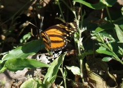 Eresia phillyra phillyra