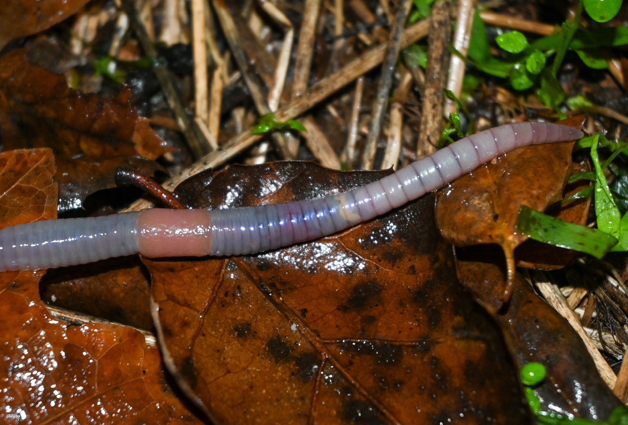 Octolasion cyaneum (Savigny, 1826)