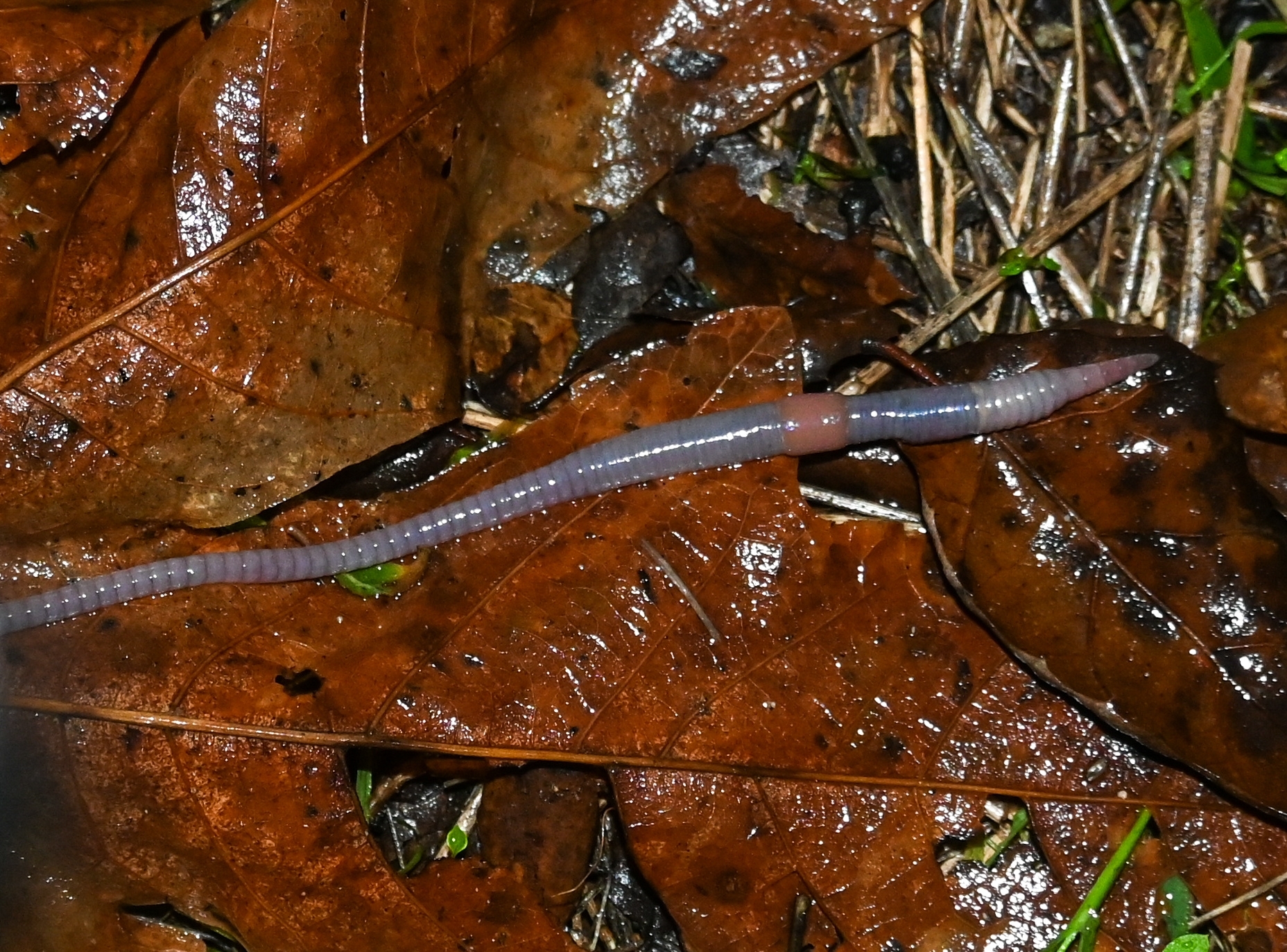 Octolasion cyaneum (Savigny, 1826)