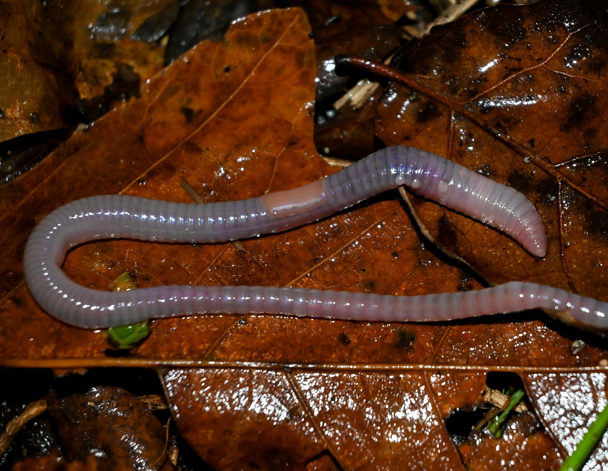 Octolasion cyaneum (Savigny, 1826)