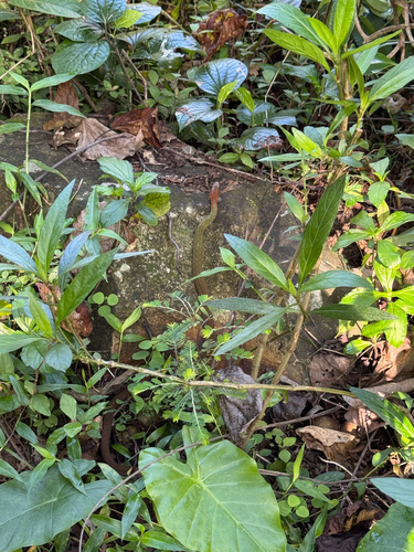 Adler's Keelback