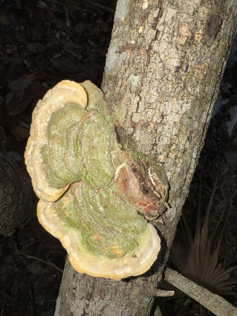 Trametes villosa · January 2026 · photo: © elk652 (iNaturalist, cc0)