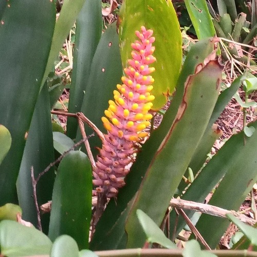 Aechmea kertesziae (Aechmea kertesziae)