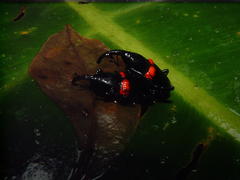 Cactophagus sanguinolentus